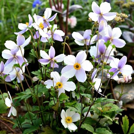 Anemone Wild Swan Pot 9 cm