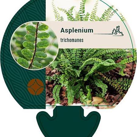 Asplenium trichomanes Pot 9 cm