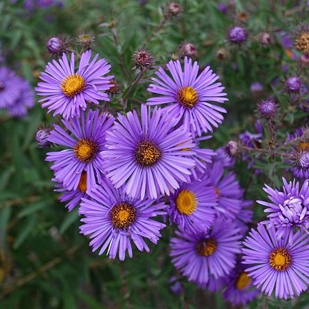 Aster 'Barbados' Pot 9 cm