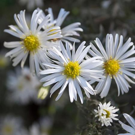 Aster ericoides Pot 9 cm