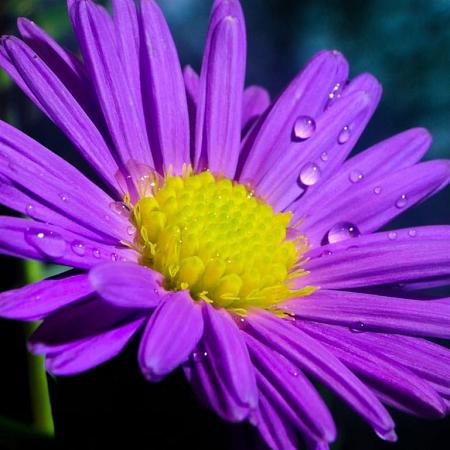 Aster ericoides 'Blue Wonder' Pot 9 cm