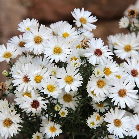 Aster (D) 'Kristina' Pot 9 cm