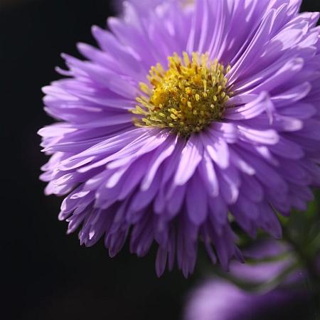 Aster n.-b. 'Dauerblau' Pot 9 cm