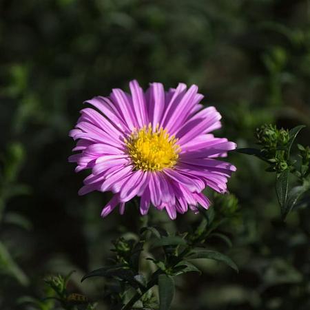 Aster (D) 'Peter Pan' Pot 9 cm