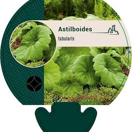 Astilboides tabularis Pot 9 cm
