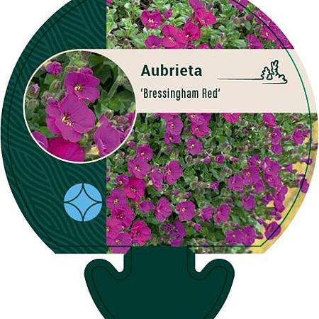 Aubrieta 'Bressingham Red' Pot 9 cm