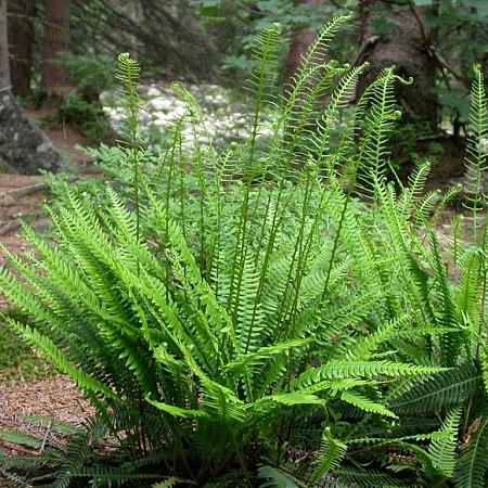 Blechnum penna-marina Pot 9 cm