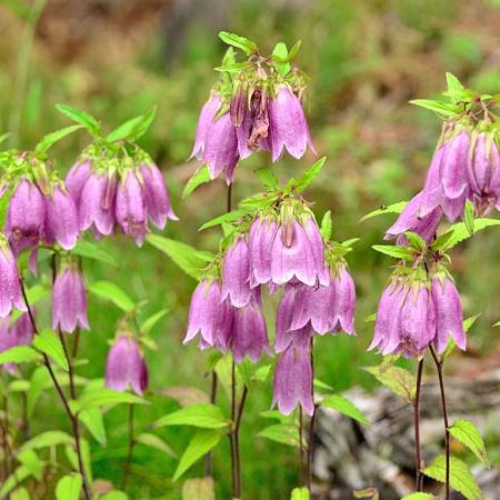 Campanula punctata Pot 9 cm