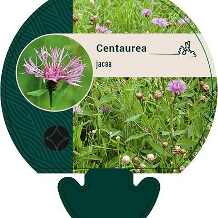 Centaurea jacea Pot 9 cm