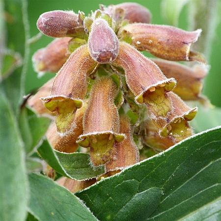 Digitalis parviflora Pot 9 cm