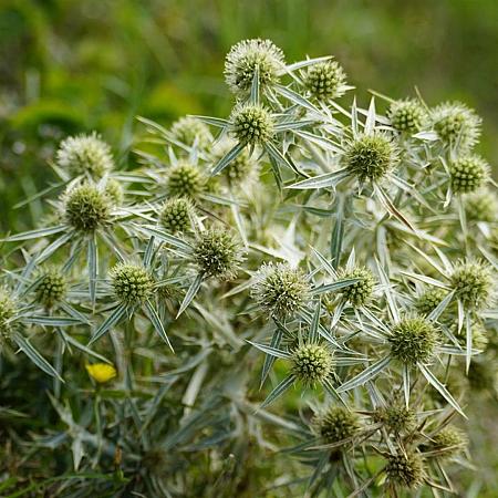 Eryngium variifolium Pot 9 cm