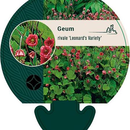 Geum rivale 'Leonard's Variety' Pot 9 cm