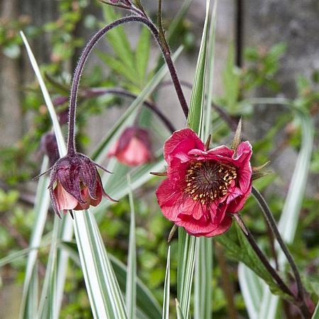 Geum rivale 'Leonard's Variety' Pot 9 cm