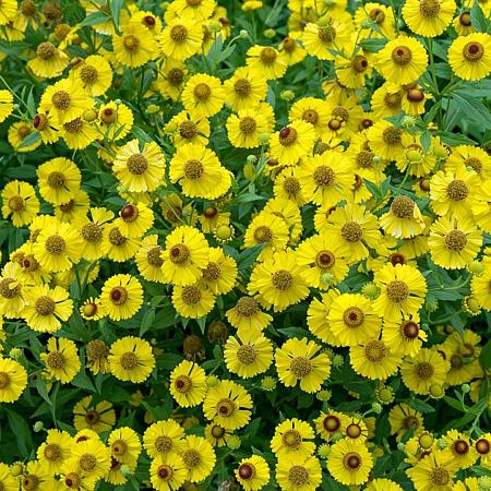 Helenium 'Kanaria' Pot 9 cm