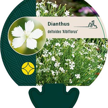 Dianthus delt. 'Albiflorus' Pot 9 cm