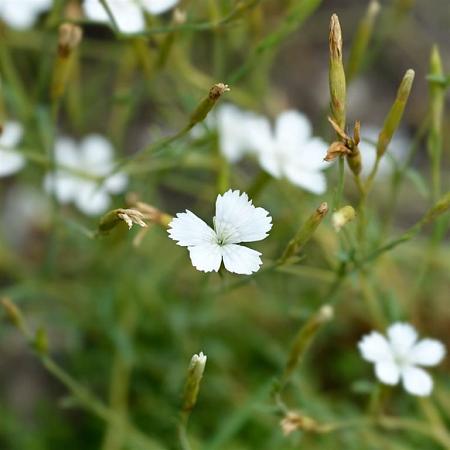 Dianthus delt. 'Albiflorus' Pot 9 cm