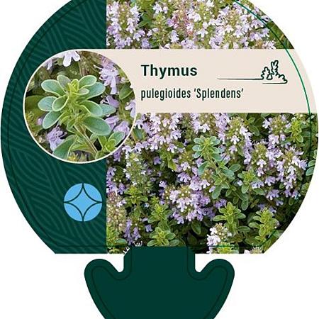 Thymus puleg. 'Splendens' Pot 9 cm