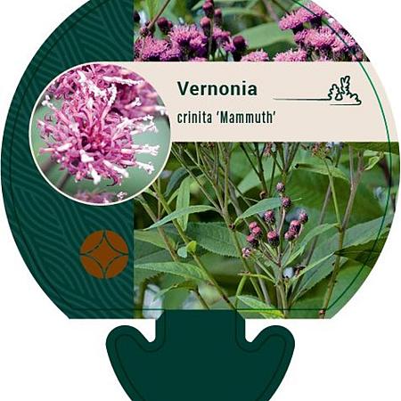 Vernonia crinita 'Mammuth' Pot 9 cm