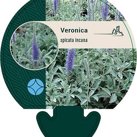 Veronica spicata incana Pot 9 cm
