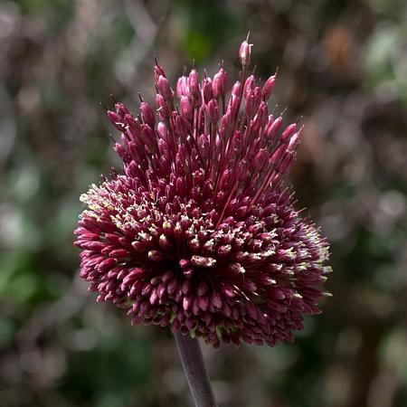 Allium 'Red Mohican' Pot 9 cm