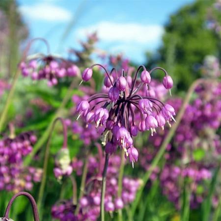 Allium cernuum 'Hidcote' Pot 9 cm