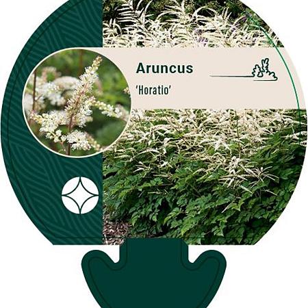 Aruncus 'Horatio' Pot 9 cm