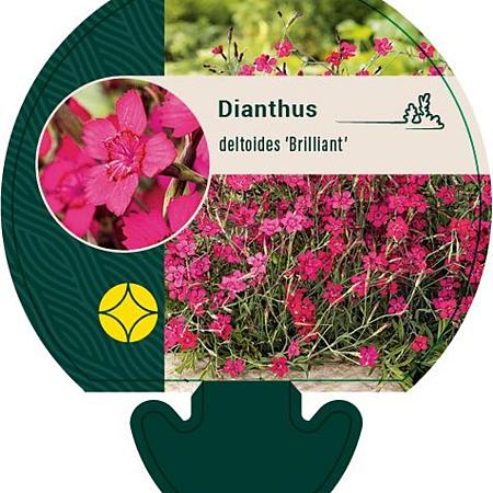 Dianthus delt. 'Brilliant' Pot 9 cm