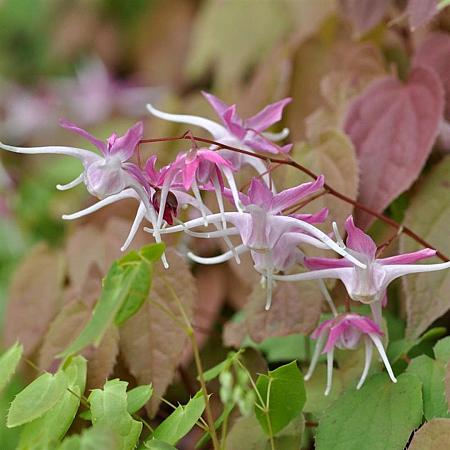 Epimedium 'Aziatic Hybrid' Pot 9 cm
