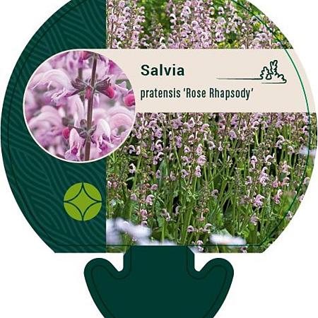 Salvia prat. 'Rose Rhapsody' Pot 9 cm