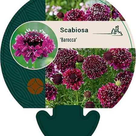 Scabiosa 'Barocca' Pot 9 cm