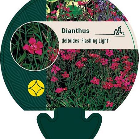 Dianthus delt. 'Flashing Light' Pot 9 cm