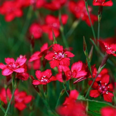 Dianthus delt. 'Flashing Light' Pot 9 cm