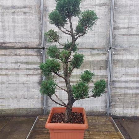 Cupressocyparis l. 'Robins. Gold' 150 - 175 cm Pon-Ponvorm