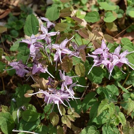 Epimedium grandiflorum Pot 9 cm