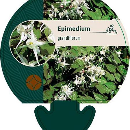 Epimedium grandiflorum Pot 9 cm