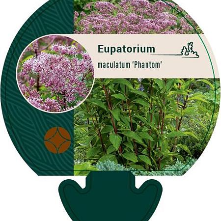 Eupatorium mac. 'Phantom' Pot 9 cm