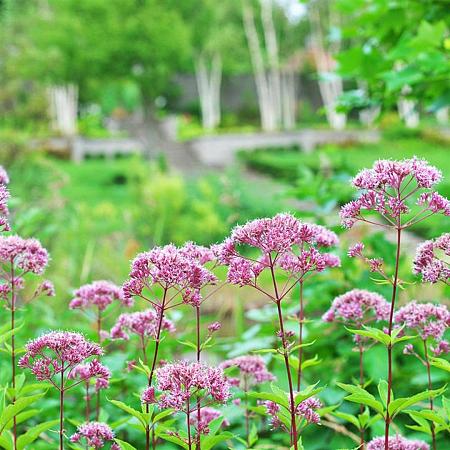 Eupatorium mac. 'Phantom' Pot 9 cm