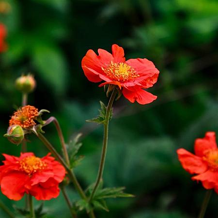 Geum coccineum 'Tosai' Pot 9 cm