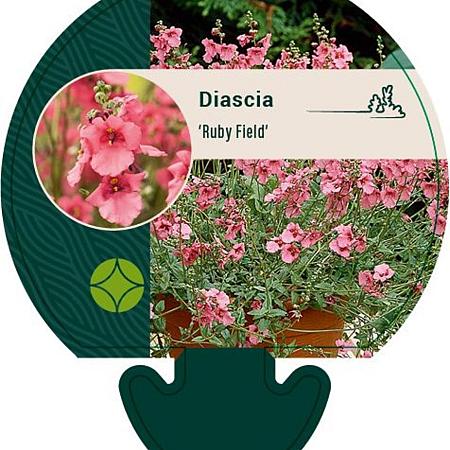 Diascia 'Ruby Field' Pot 9 cm