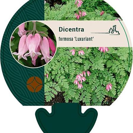 Dicentra formosa 'Luxuriant' Pot 9 cm