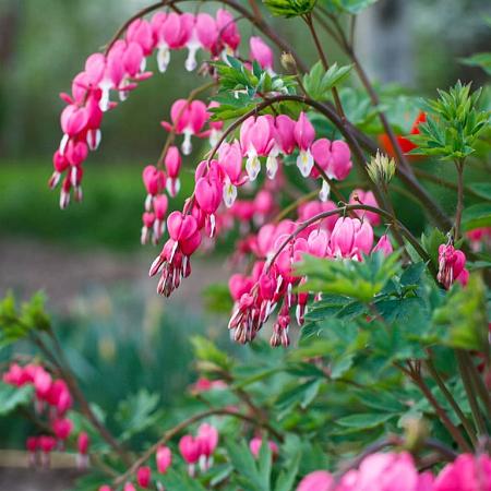 Dicentra spectabilis Pot 9 cm