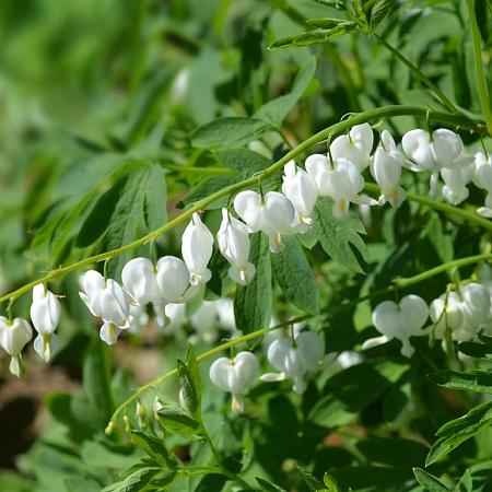 Dicentra spectabilis 'Alba' Pot 9 cm
