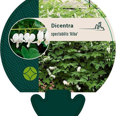 Dicentra spectabilis 'Alba' Pot 9 cm