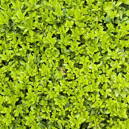 Pachysandra terminalis Pot 9 cm