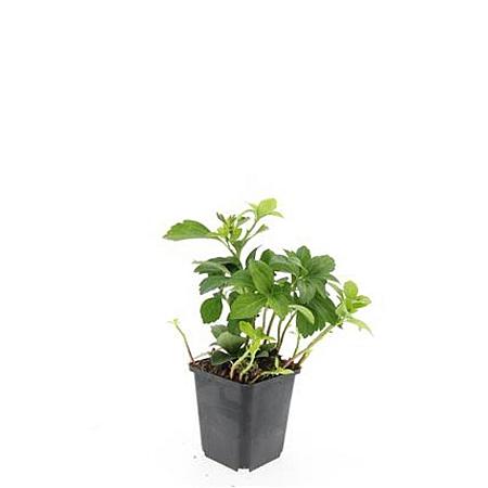 Pachysandra terminalis Pot 9 cm