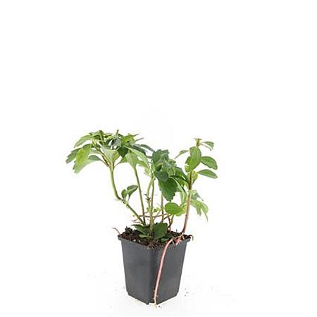 Pachysandra terminalis Pot 9 cm