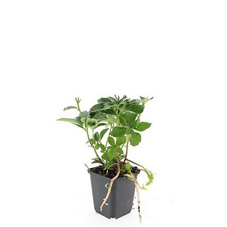 Pachysandra terminalis Pot 9 cm