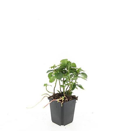 Pachysandra terminalis Pot 9 cm