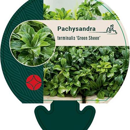 Pachysandra term. 'Green Sheen' Pot 9 cm