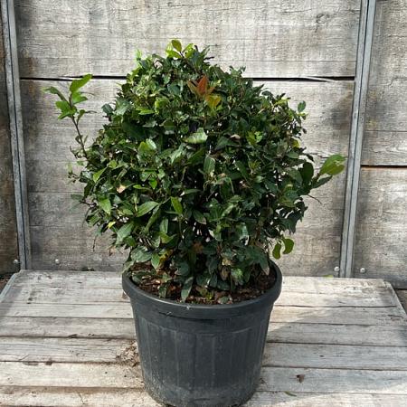 Laurus nobilis Bolvorm 50-60 cm